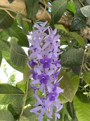 Petrea volubilis