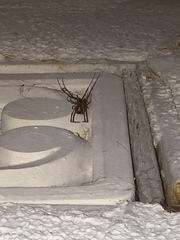 Latrodectus geometricus