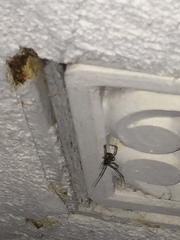 Latrodectus geometricus