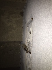 Latrodectus geometricus