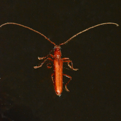 Psyrassa unicolor
