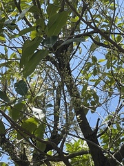 Syzygium nervosum