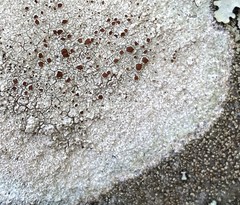 Lecanora saxigena
