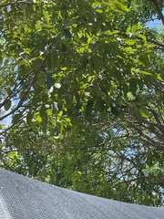 Syzygium nervosum