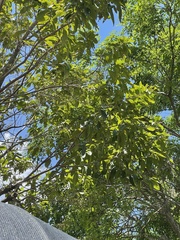 Syzygium nervosum