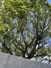 Syzygium nervosum
