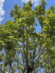 Syzygium nervosum