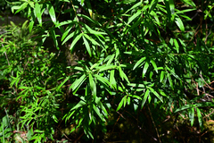 Pimelea axiflora