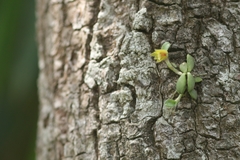 Trichotosia dasyphylla