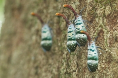 Pyrops ducalis