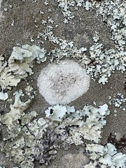 Lecanora saxigena