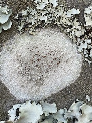 Lecanora saxigena