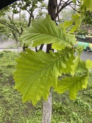 Quercus mongolica