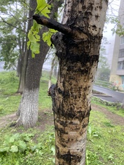 Quercus mongolica
