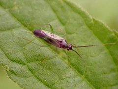 Ilnacora