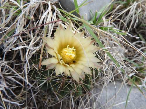 Coryphantha delicata