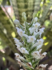 Habenaria monorrhiza