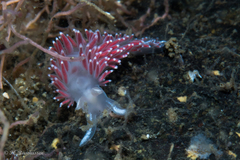 Coryphella