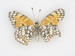 Chlosyne acastus