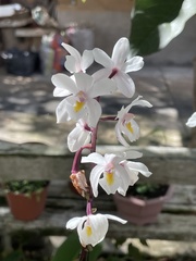 Calanthe
