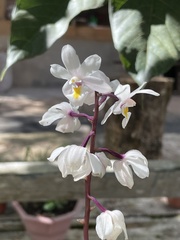 Calanthe