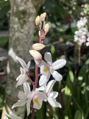 Calanthe