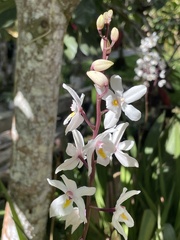 Calanthe