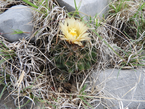 Coryphantha delicata