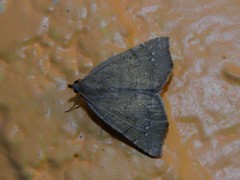 Focillidia texana