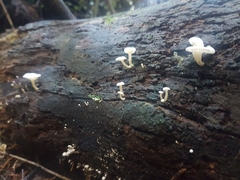 Roridomyces austrororidus
