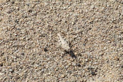 Heliastus sumichrasti