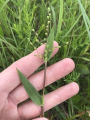 Dichanthelium scribnerianum