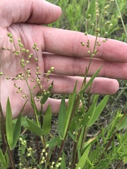 Dichanthelium scribnerianum