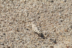 Heliastus sumichrasti