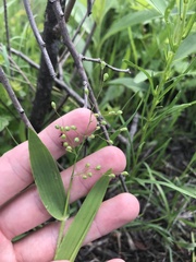 Dichanthelium scribnerianum
