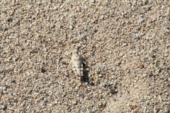 Heliastus sumichrasti