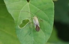 Adelphocoris quadripunctatus