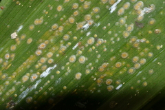 Aspidiotus destructor