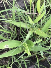 Dichanthelium scribnerianum