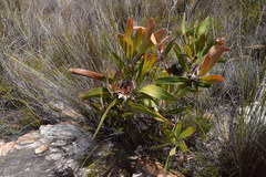Protea lorifolia