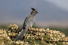 Corythaixoides leucogaster