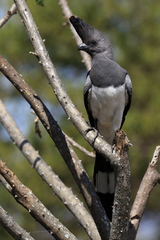Corythaixoides leucogaster