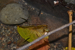 Limnometra