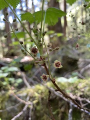Ribes laxiflorum