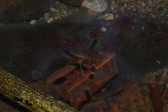 Limnometra