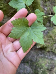 Ribes laxiflorum