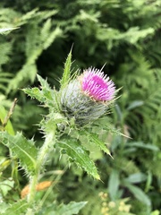 Cirsium brevistylum