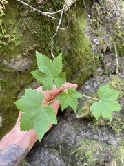 Ribes laxiflorum