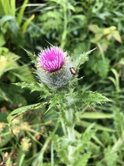 Cirsium brevistylum