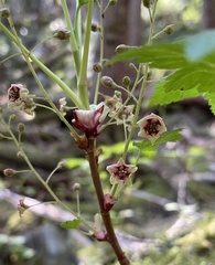 Ribes laxiflorum